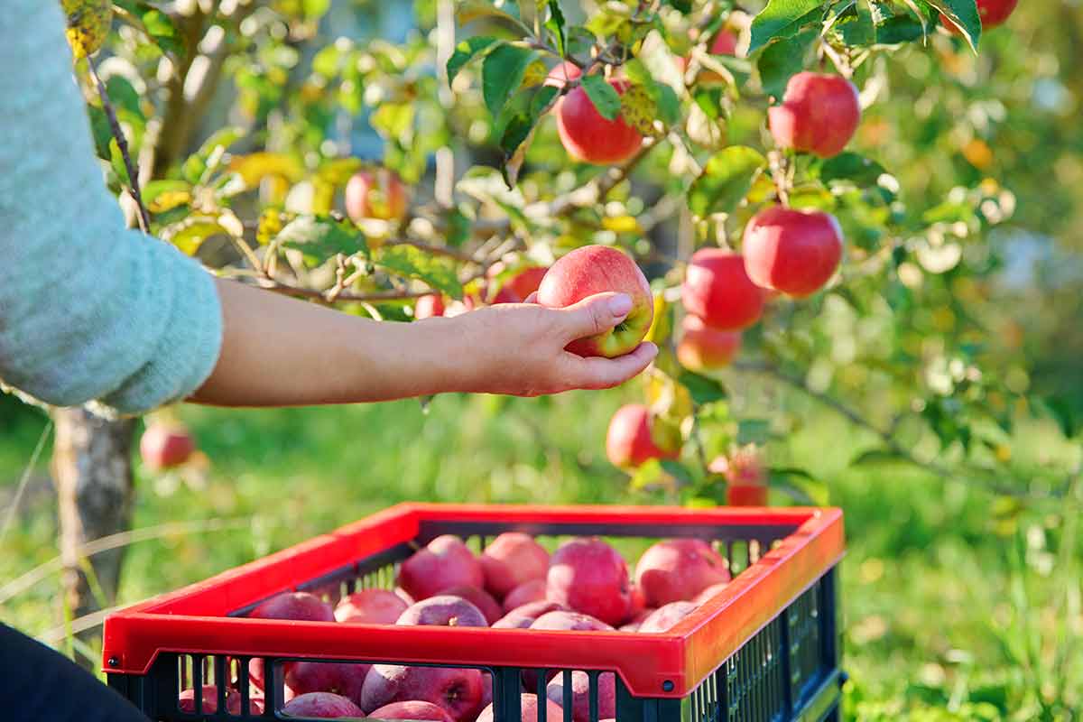 Farmer Picking Ripe Red Organic Apples