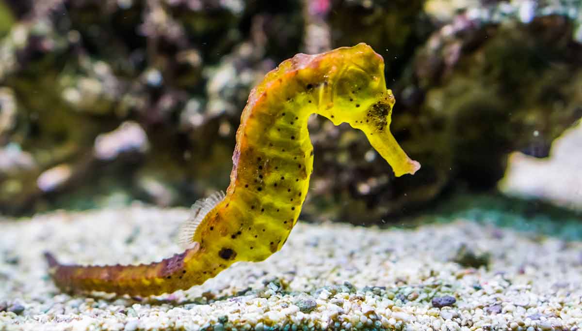 things to do in long beach with kids yellow estuary seahorse with black spots