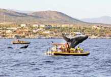 20 Things To Do In Los Cabos That Prove It’s More Than a Party Destination things to do in los cabos mexico
