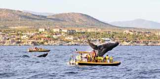 things to do in los cabos mexico