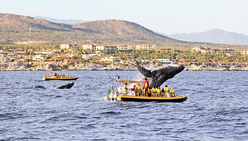 things to do in los cabos mexico