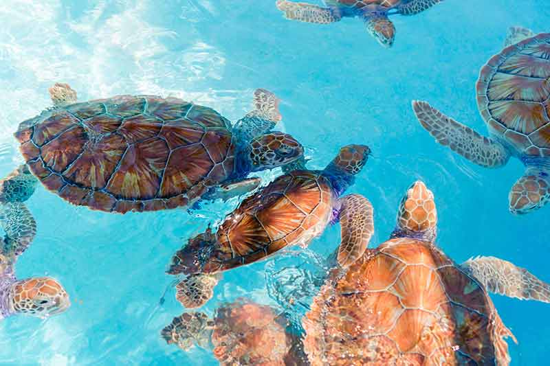 things to do in los cabos sea turtles