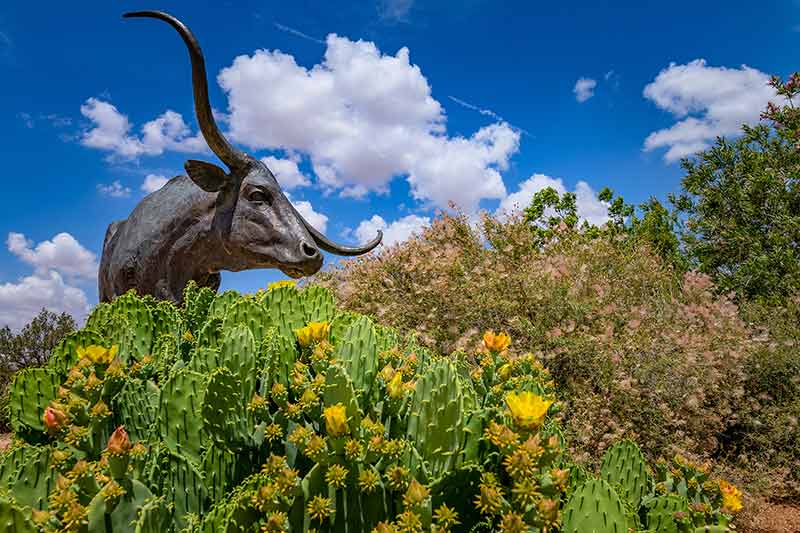 things to do in lubbock tx bull sculpture, cactii and blue sky