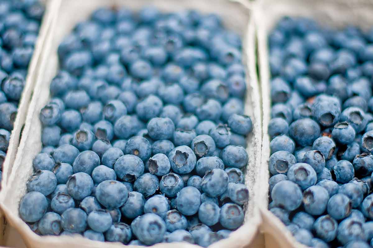 things to do in mansfield ohio for kids blueberries in punnets