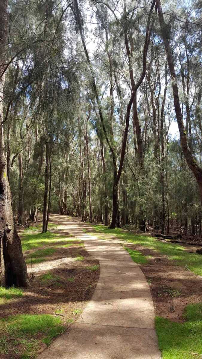 Concrete Pathway In Forest Of Ironwood Trees