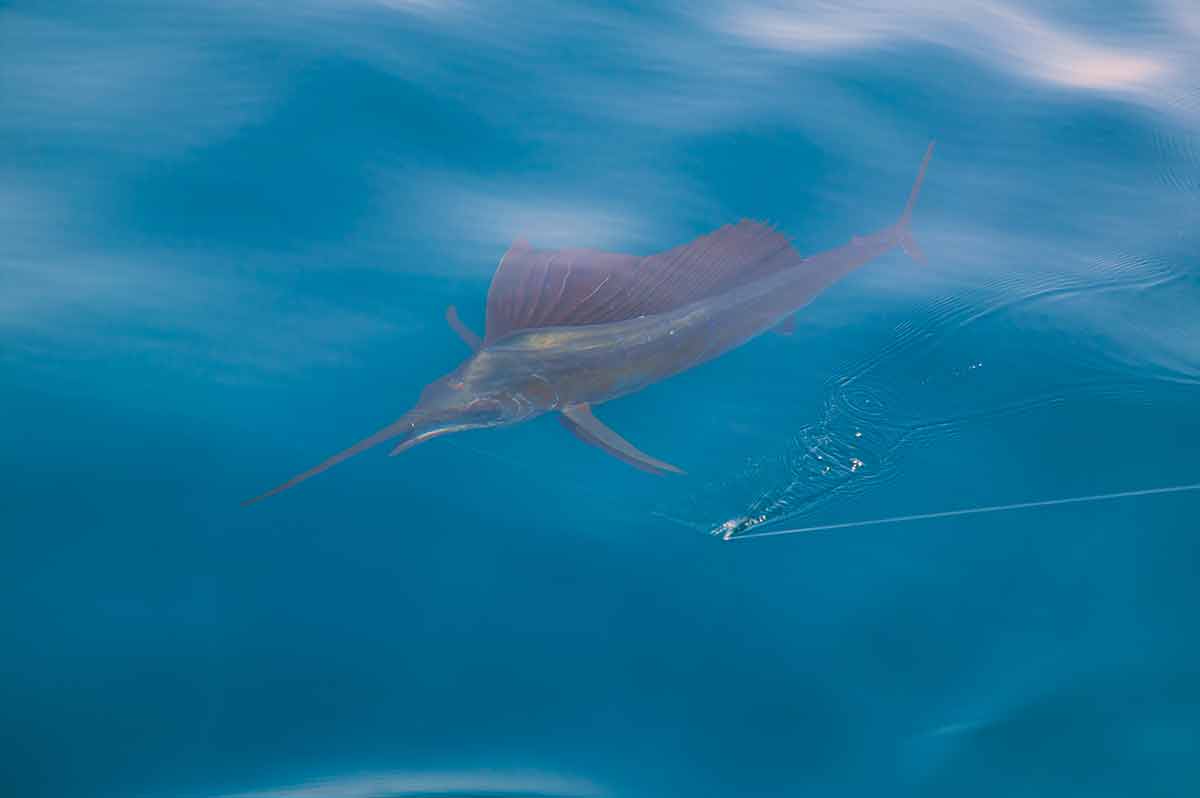 things to do in mazatlan cruise port sailfish close to the boat with fishing line under surface