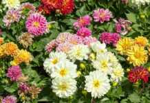 20 Things To Do In Midland, Michigan for Architecture and Nature Fans things to do in midlands