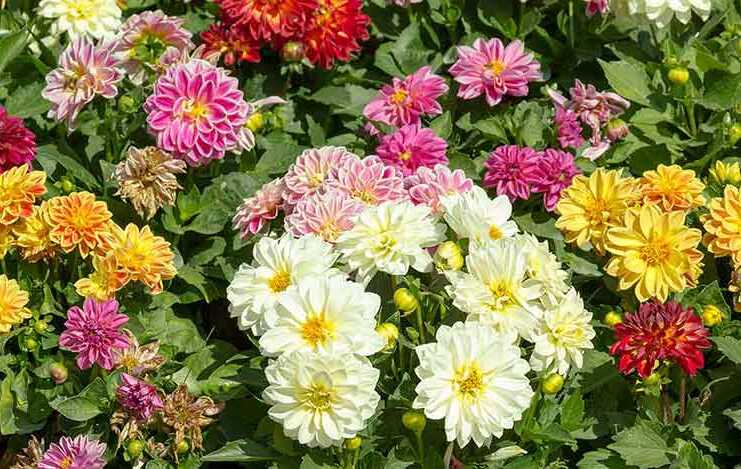 20 Things To Do In Midland, Michigan for Architecture and Nature Fans things to do in midlands