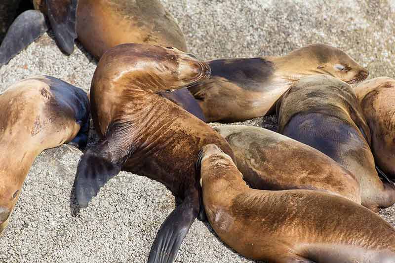 things to do in monterey and carmel California Sea Lions on Shoreline Rocks of Monterey Bay