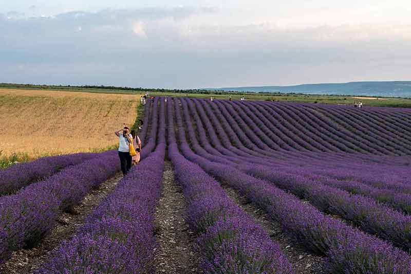 Lavender Flower Blooming Scented Fields In Endless Rows