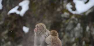 Snow Monkey