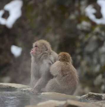Snow Monkey