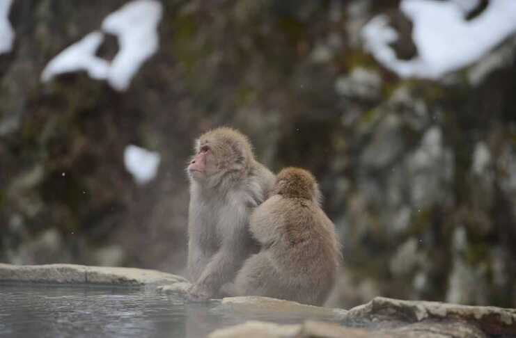 20 Amazing Things To Do In Nagano Beyond The Snow Monkeys Snow Monkey