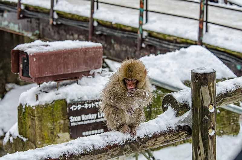 Japanese Snow Monkey Macaque In Hot Spring Onsen Jigokudan Park