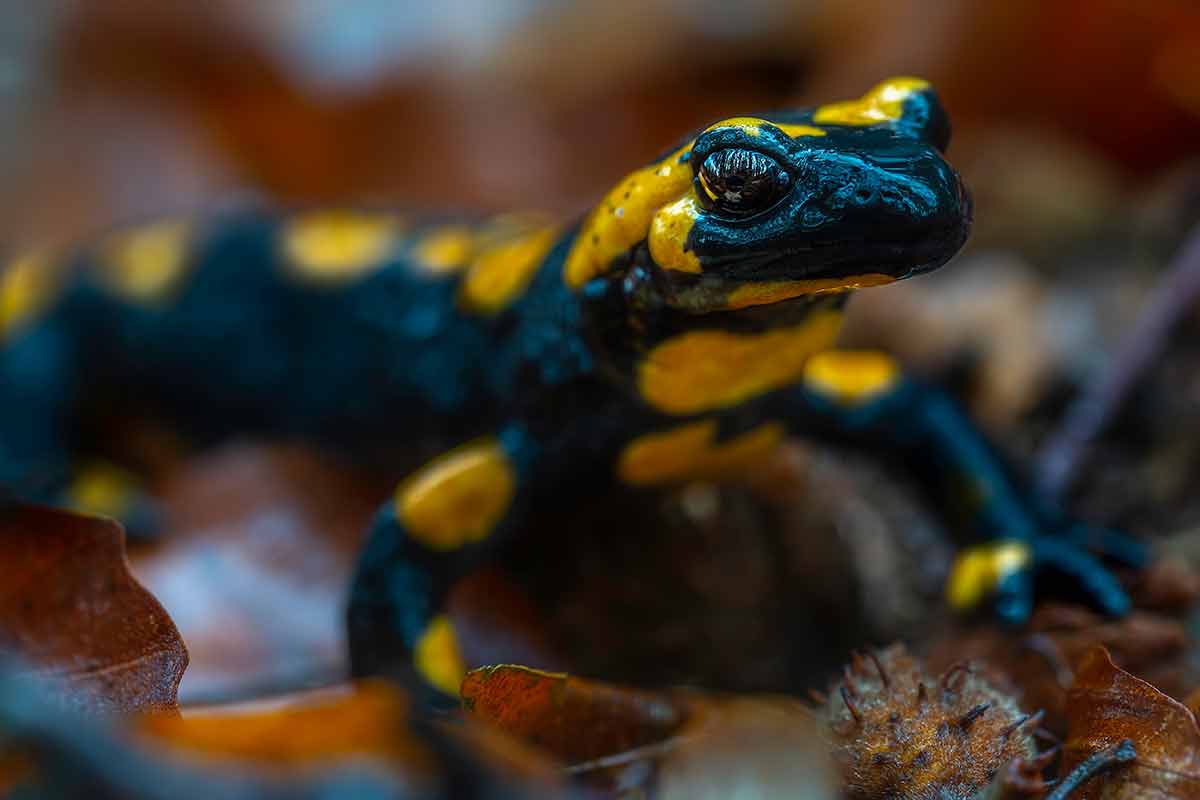 things to do in naperville illinois yellow spotted salamander