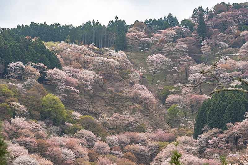 Cherry Blossom On Yoshinoyama, Nara
