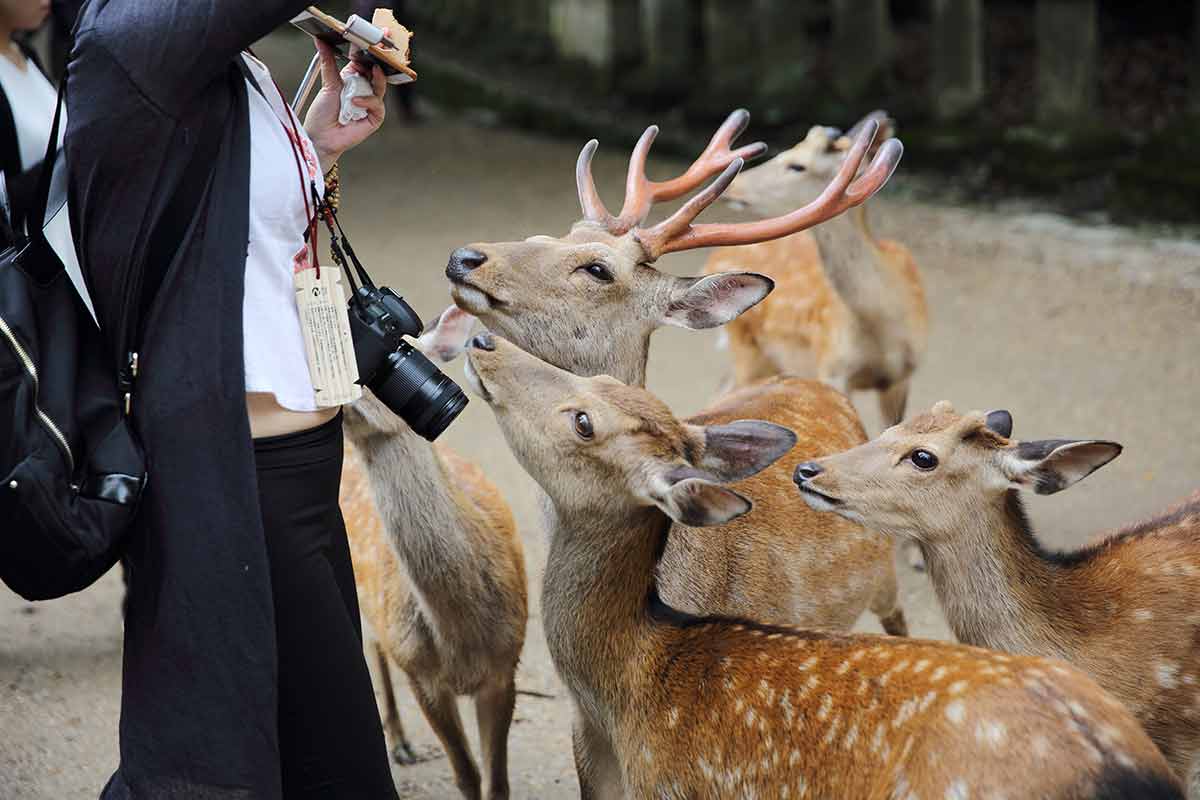Wild Deer With People In Nara City