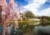 things to do in newark nj cherry blossom festival Branch Brook Park