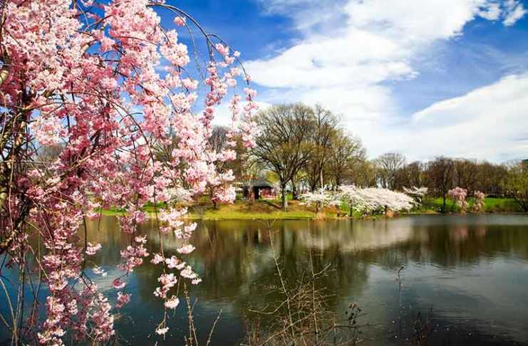 20 Things to Do in Newark New Jersey That Most Visitors Completely Overlook things to do in newark nj cherry blossom festival Branch Brook Park
