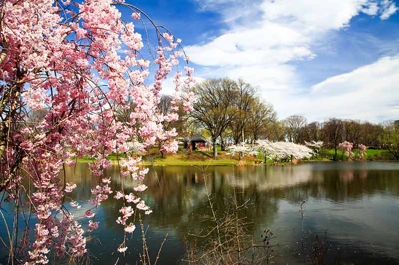 things to do in newark nj cherry blossom festival Branch Brook Park