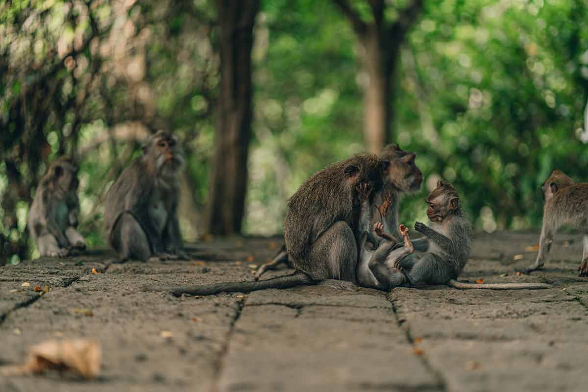 Close Up Shot Of Monkey Family On Green Nature