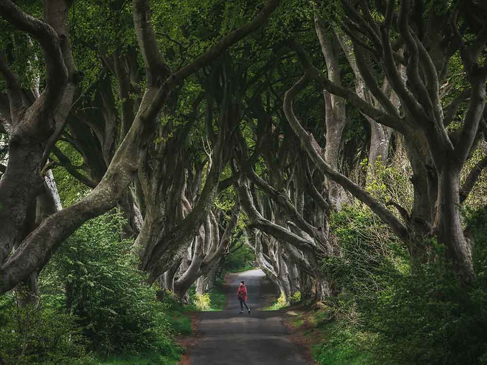 Walking the Dark Hedges is one of the things to do in northern ireland