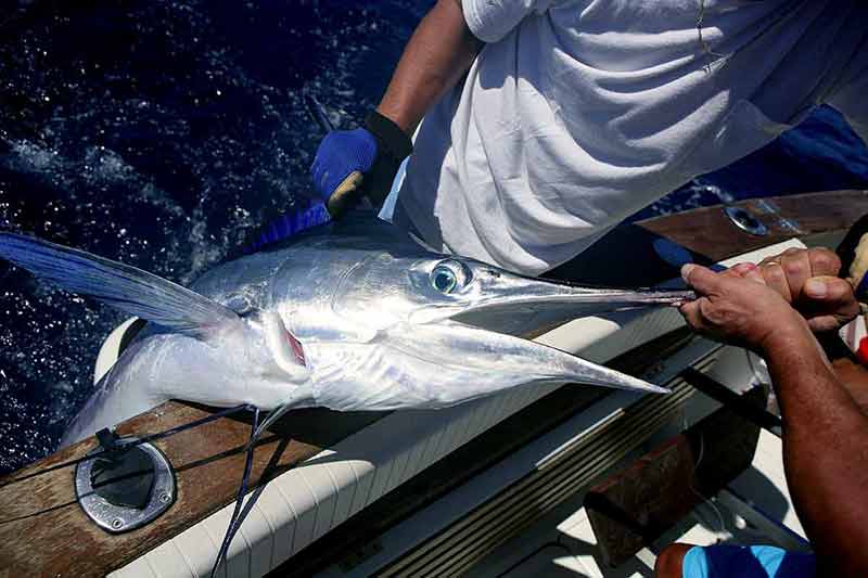 Billfish White Marlin Catch And Release On Boat