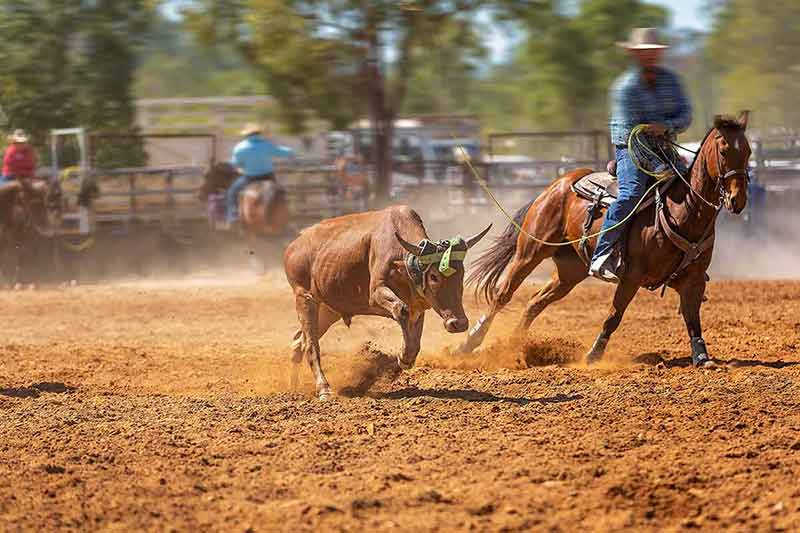 Rodeo Team Calf Roping