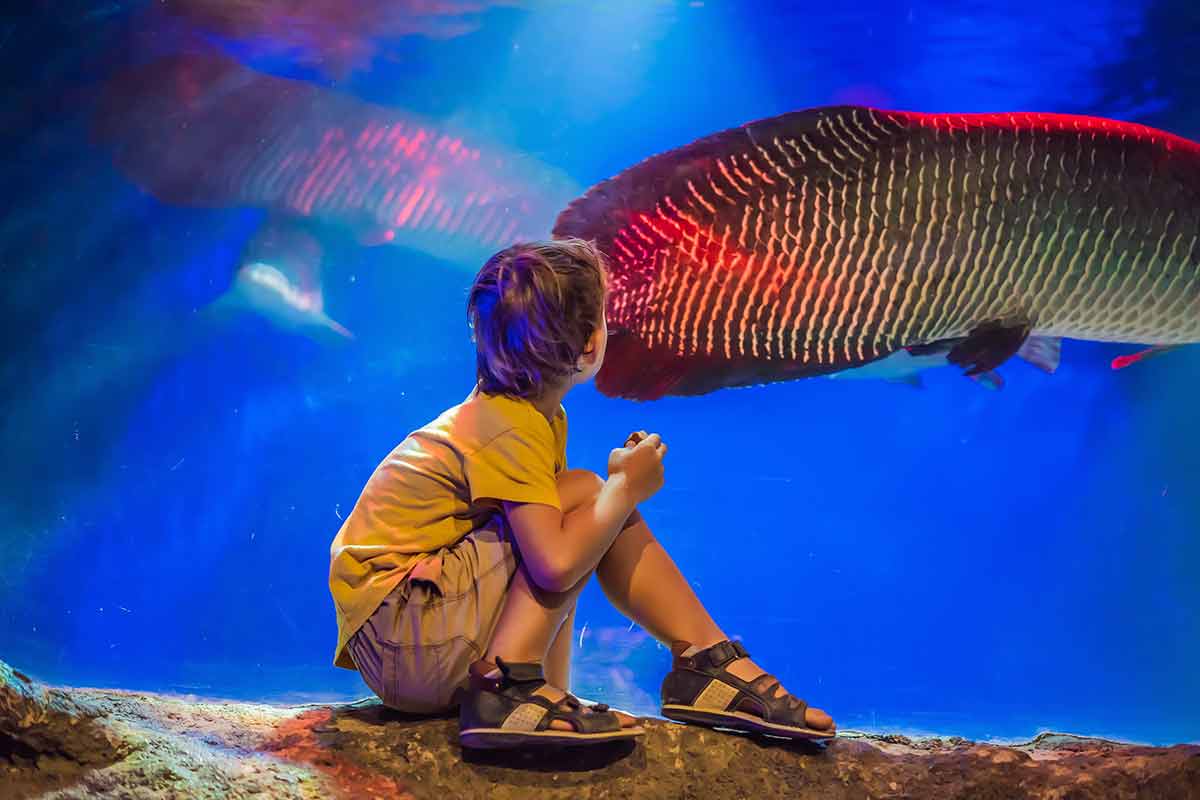 Young boy enjoy the view at an aquarium