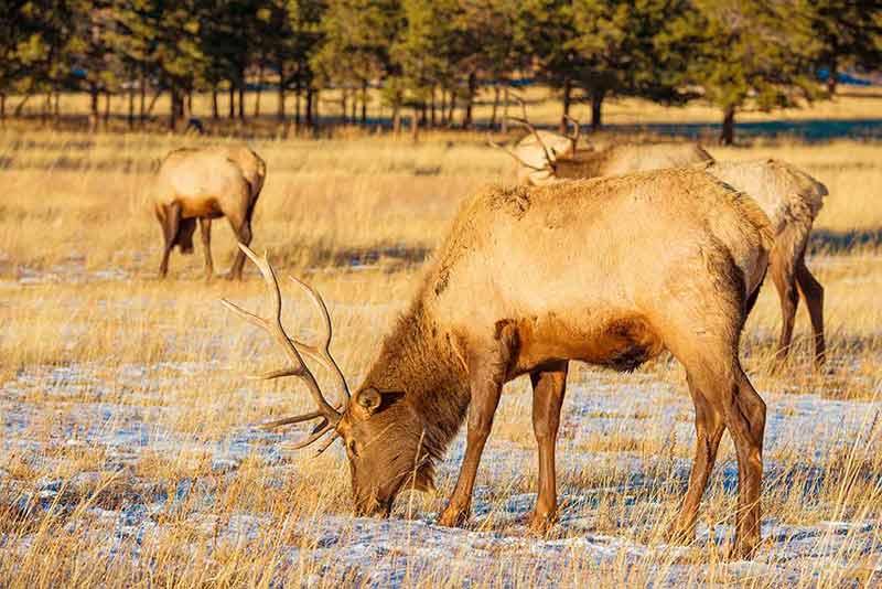 Elks grazing