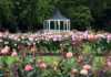 rose garden and rotunda in palmerston north nz