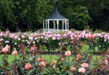 rose garden and rotunda in palmerston north nz