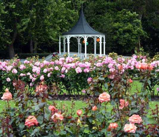 rose garden and rotunda in palmerston north nz