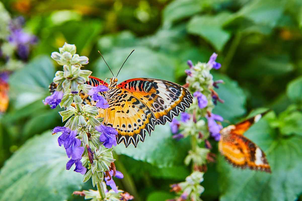 Image of Adorable pair of Red Lacewing butterflies on purple flowers.