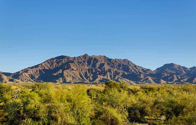 Desert Cactus Saguaro Landscape, Superstition Mountain Near Phoenix Arizona