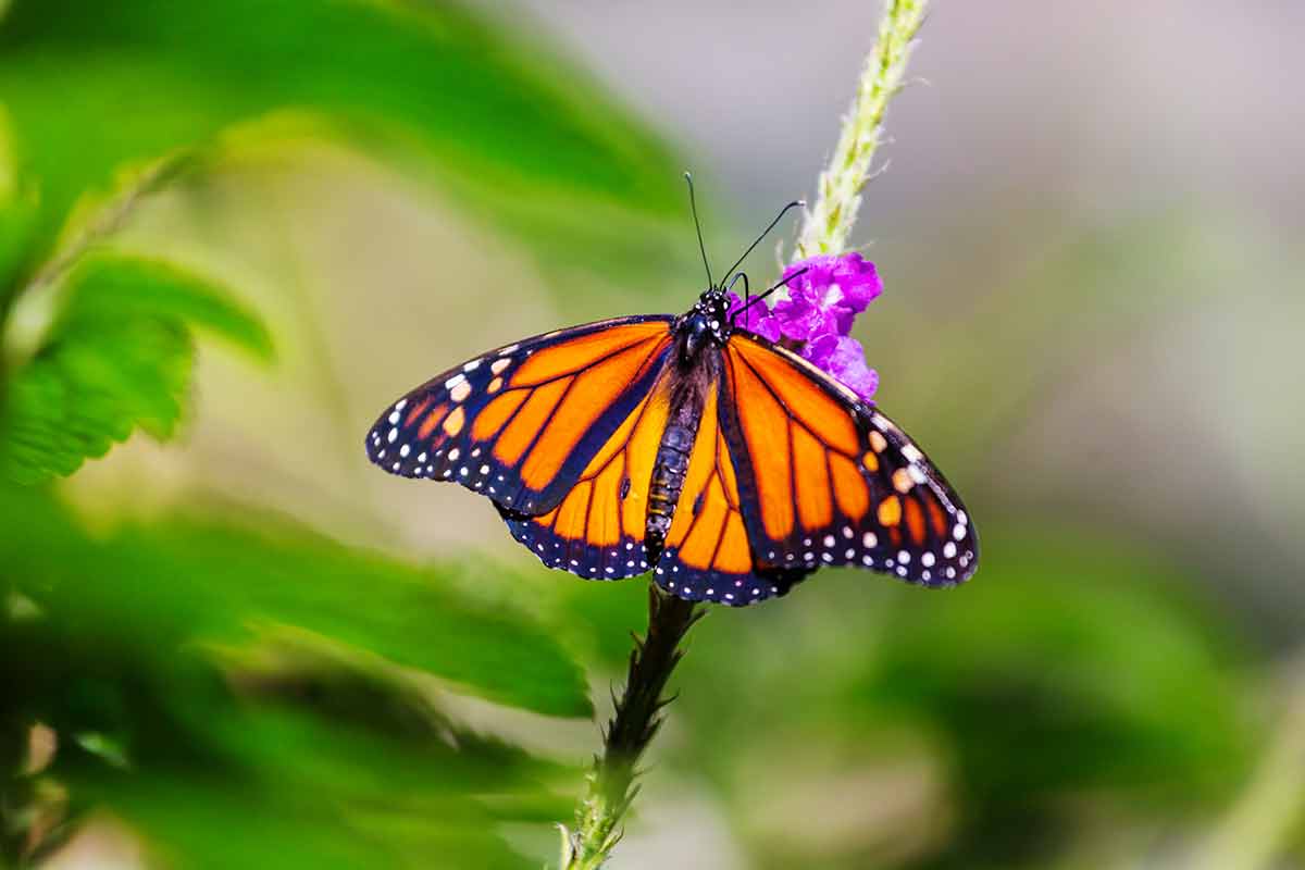 things to do in redding ca for free butterfly garden