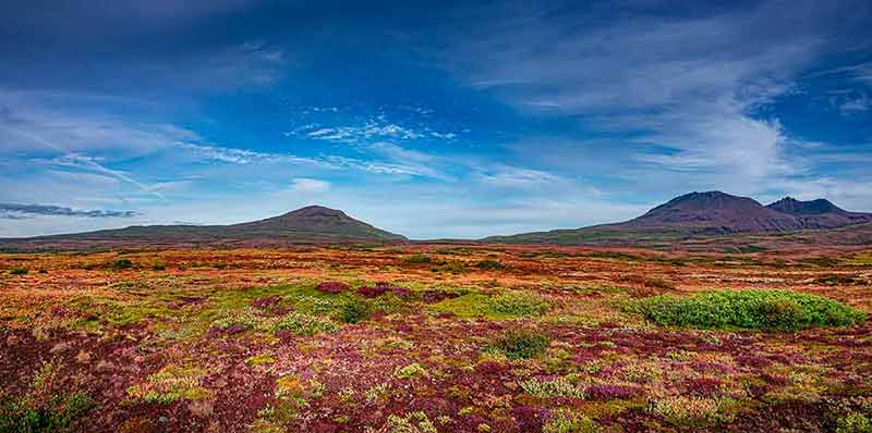 things to do in reykjavik iceland in june Panoramic view over beautiful colorful landscape with ancient moss and lichen, tundra flowers and meadow fields near volcanoes in Iceland.