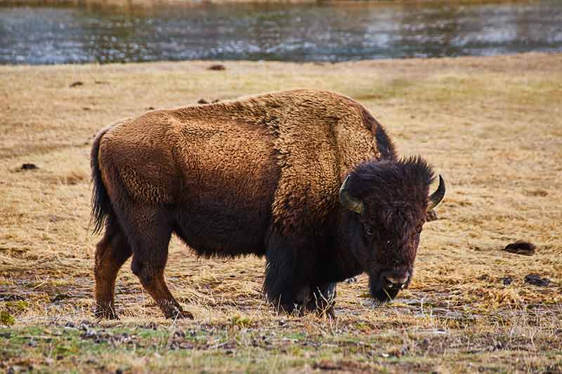 things to do in rochester mn bison