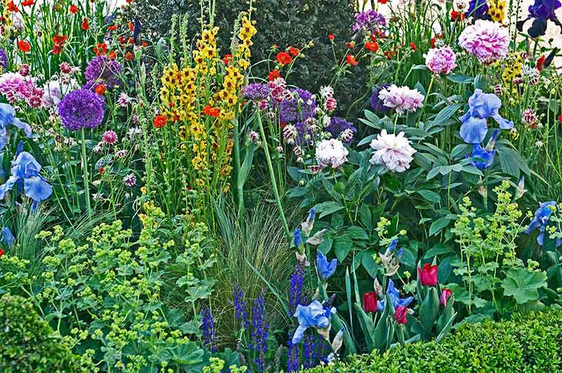 things to do in salem oregon this weekend Close up of a mixed flower border with Verbascum, Iris's and Peonies.