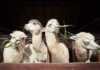 20 things to do in Salida Colorado that avoid the crowds four alpacas Eating Ruzi Grass
