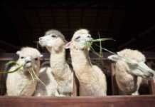 20 things to do in Salida Colorado that avoid the crowds four alpacas Eating Ruzi Grass