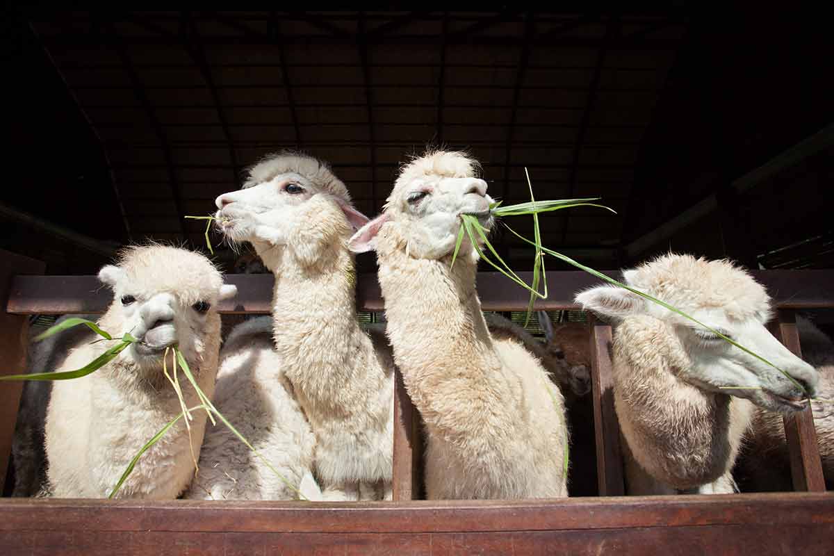 four alpacas Eating Ruzi Grass