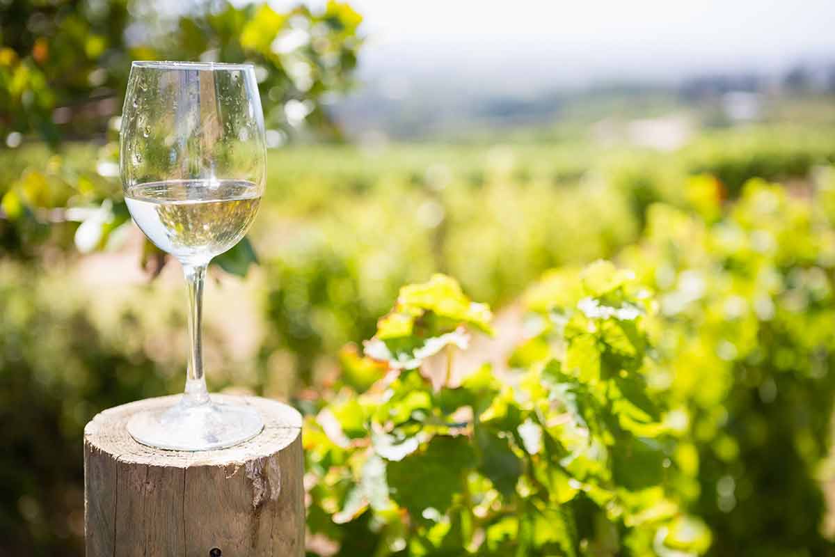 things to do in santa barbara this weekend. Glass of wine in vineyard on a sunny day.