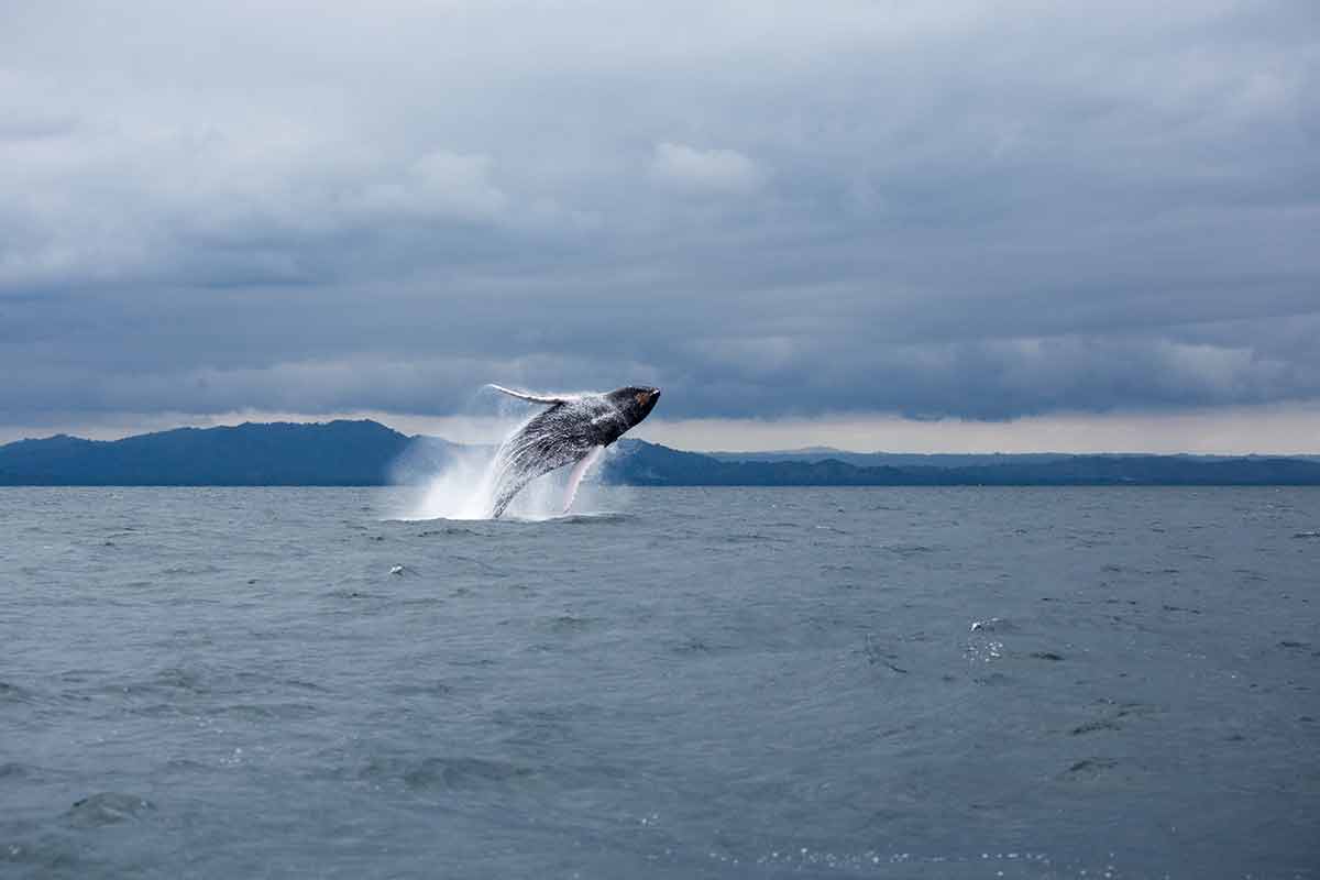 Jump Of Humpback Whale