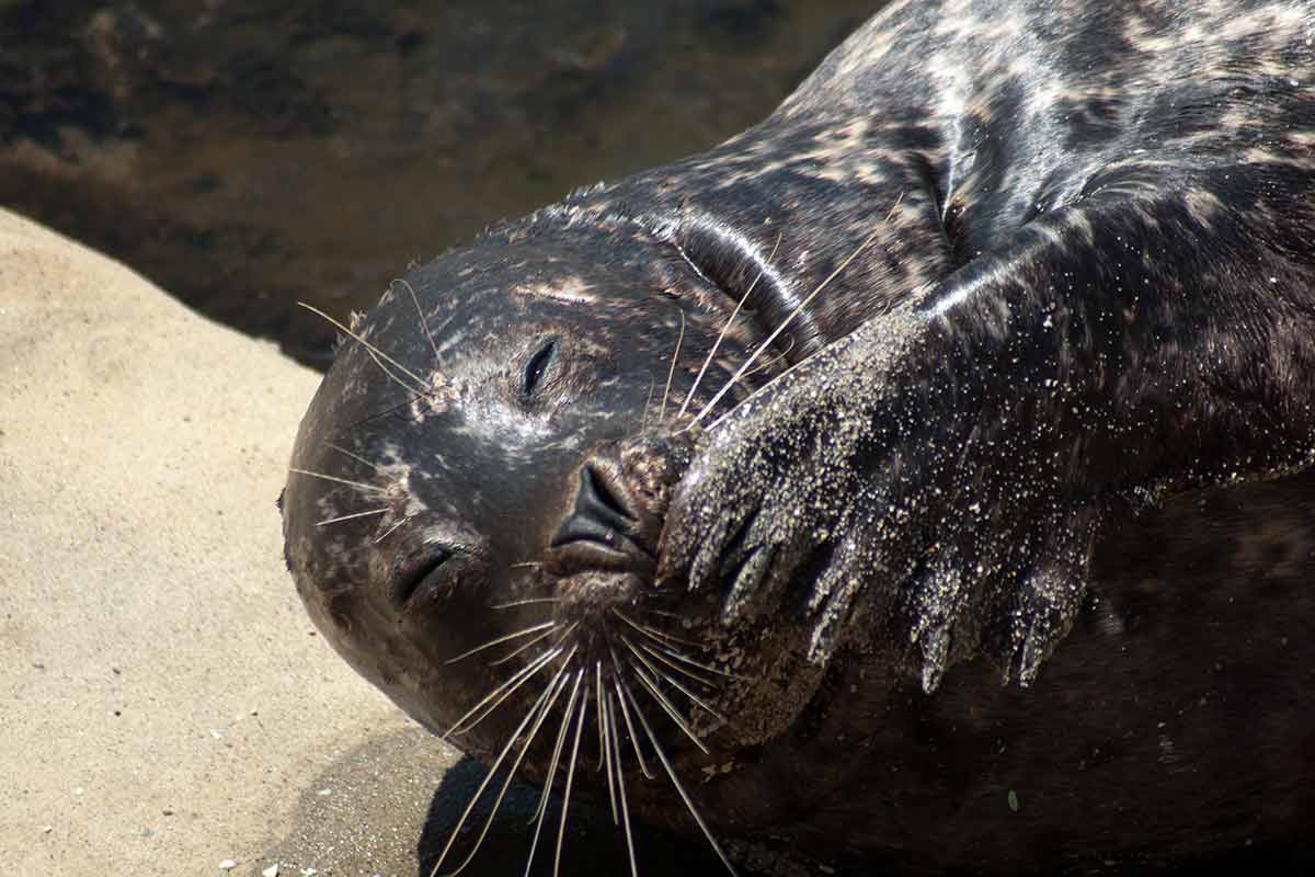 things to do in seaside oregon harbor seal
