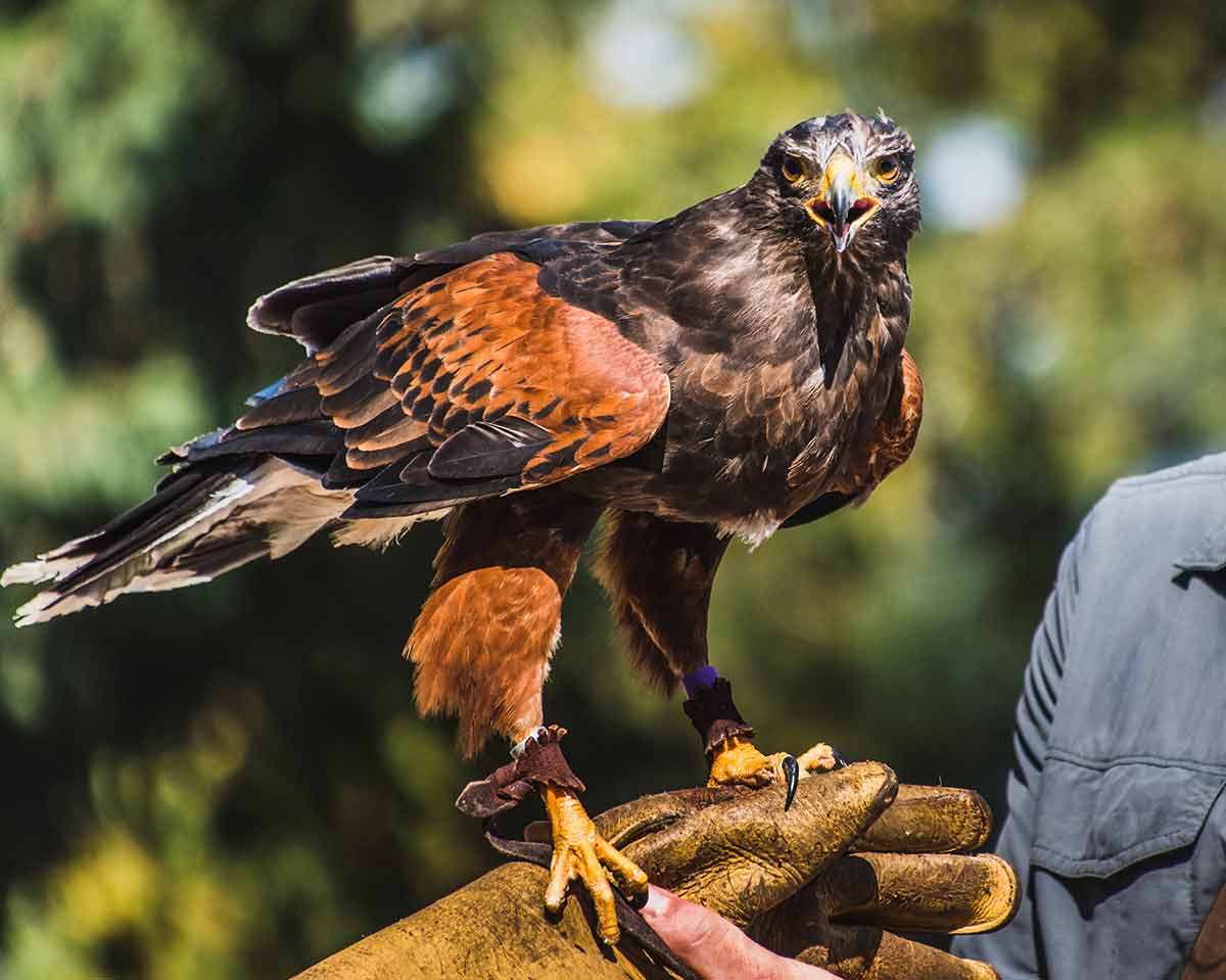 things to do in sheffield this weekend falcon perched on a handler's glove