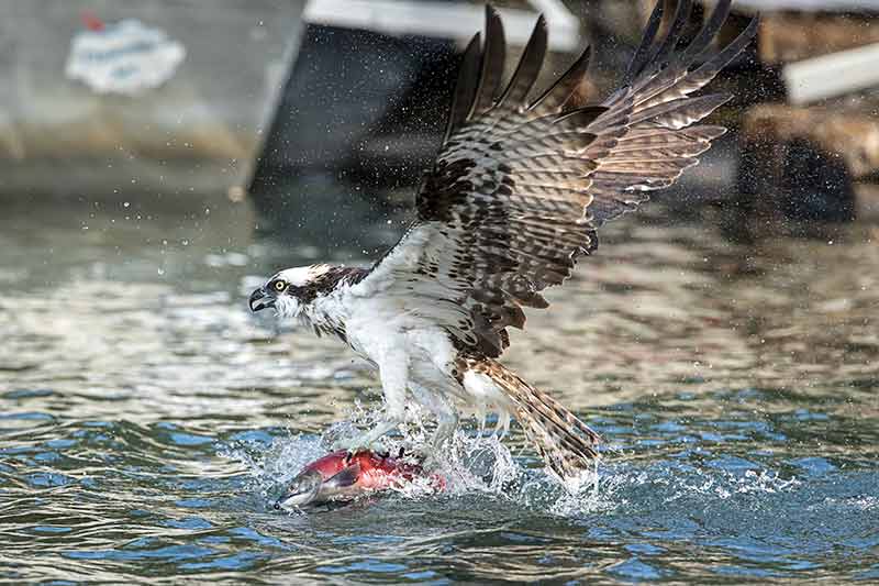 an osprey catching fish