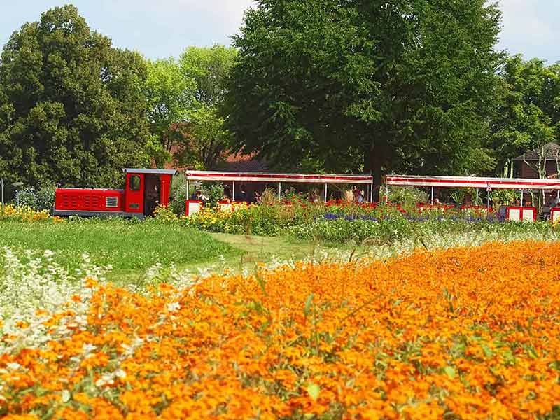 Killespark Stuttgart In Germany - Orange Blooming Zinnias Carpet With A Train