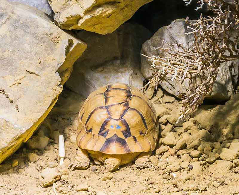 things to do in swansea for kids Egyptian tortoise