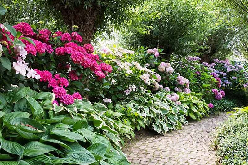 things to do in swansea with family azaleas and rhododendrons